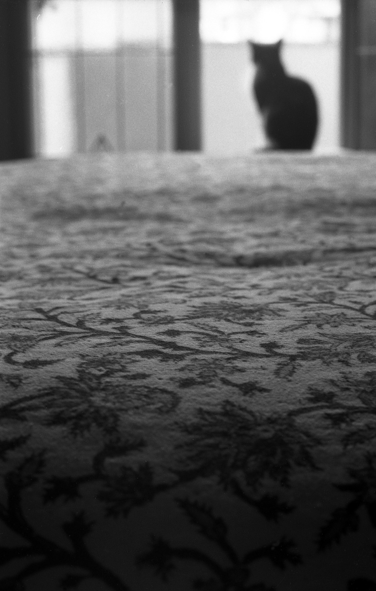 Alice, in silenzio...