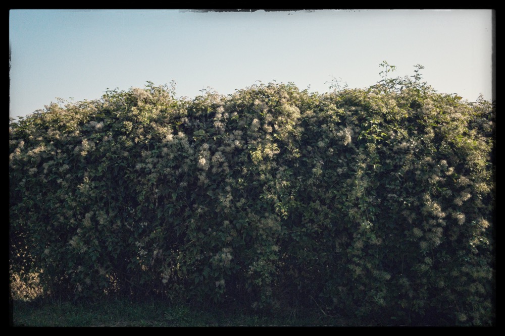 La luce oltre la siepe