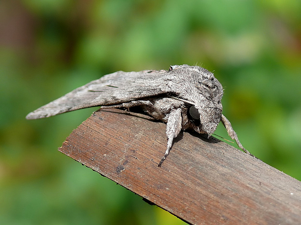 *** Truce e minacciosa ***