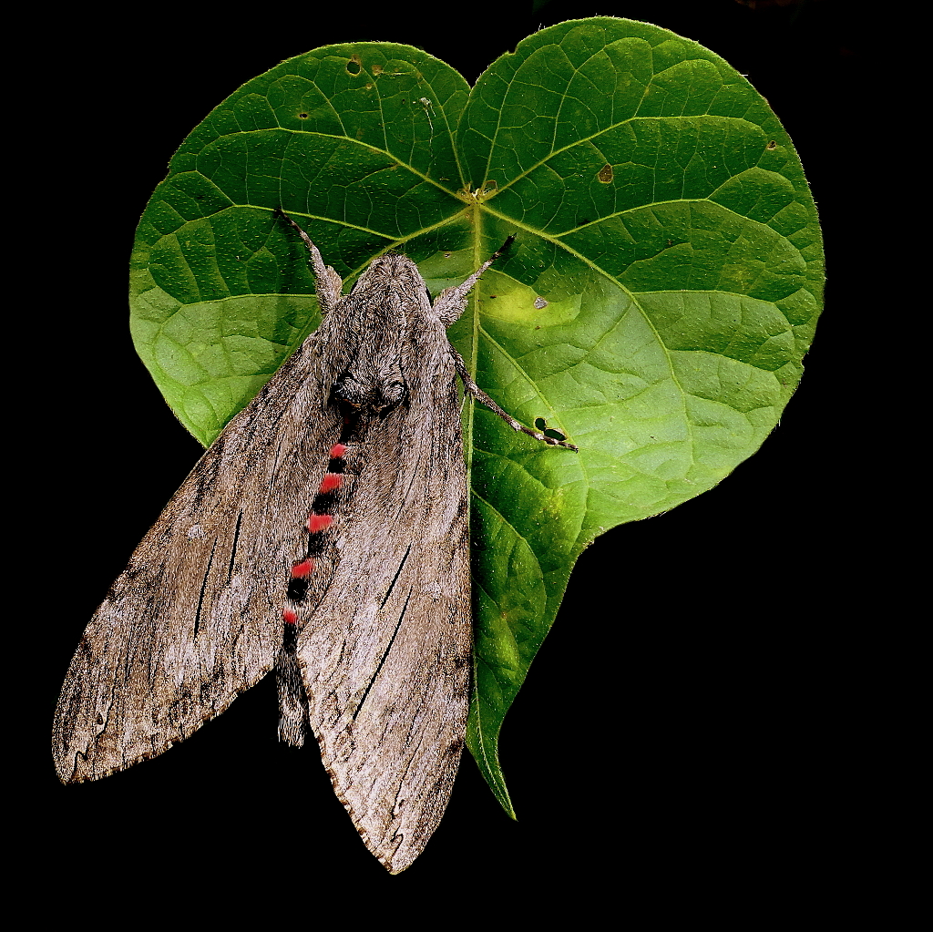 *** Cuore di farfalla ***