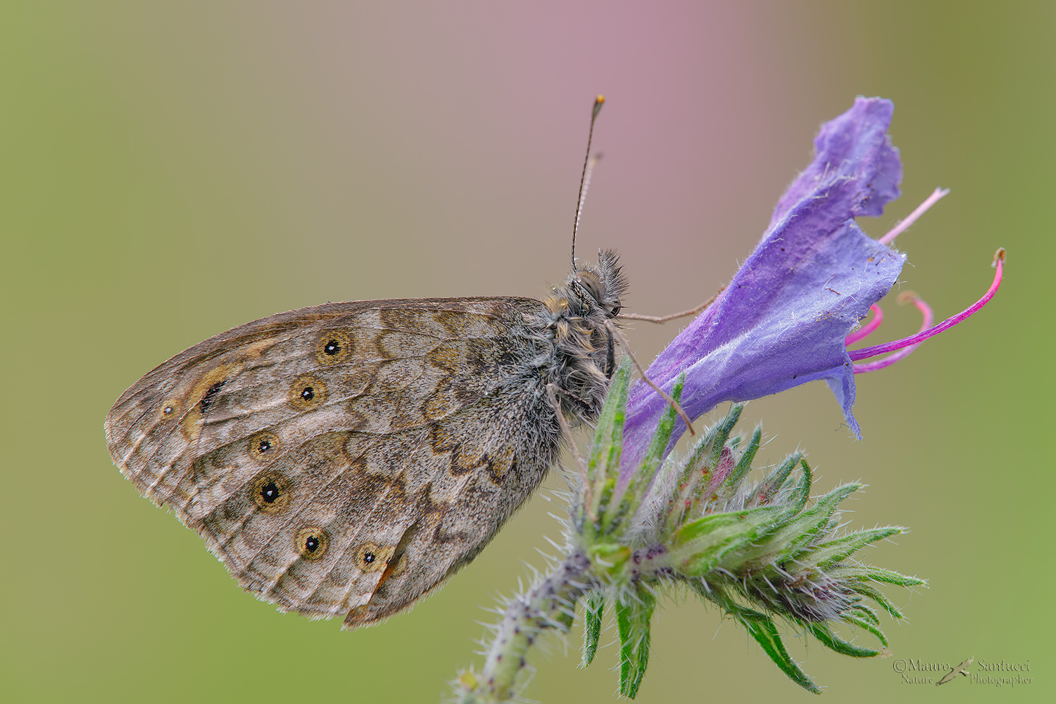 Lasiommata-Maera_DSC3844