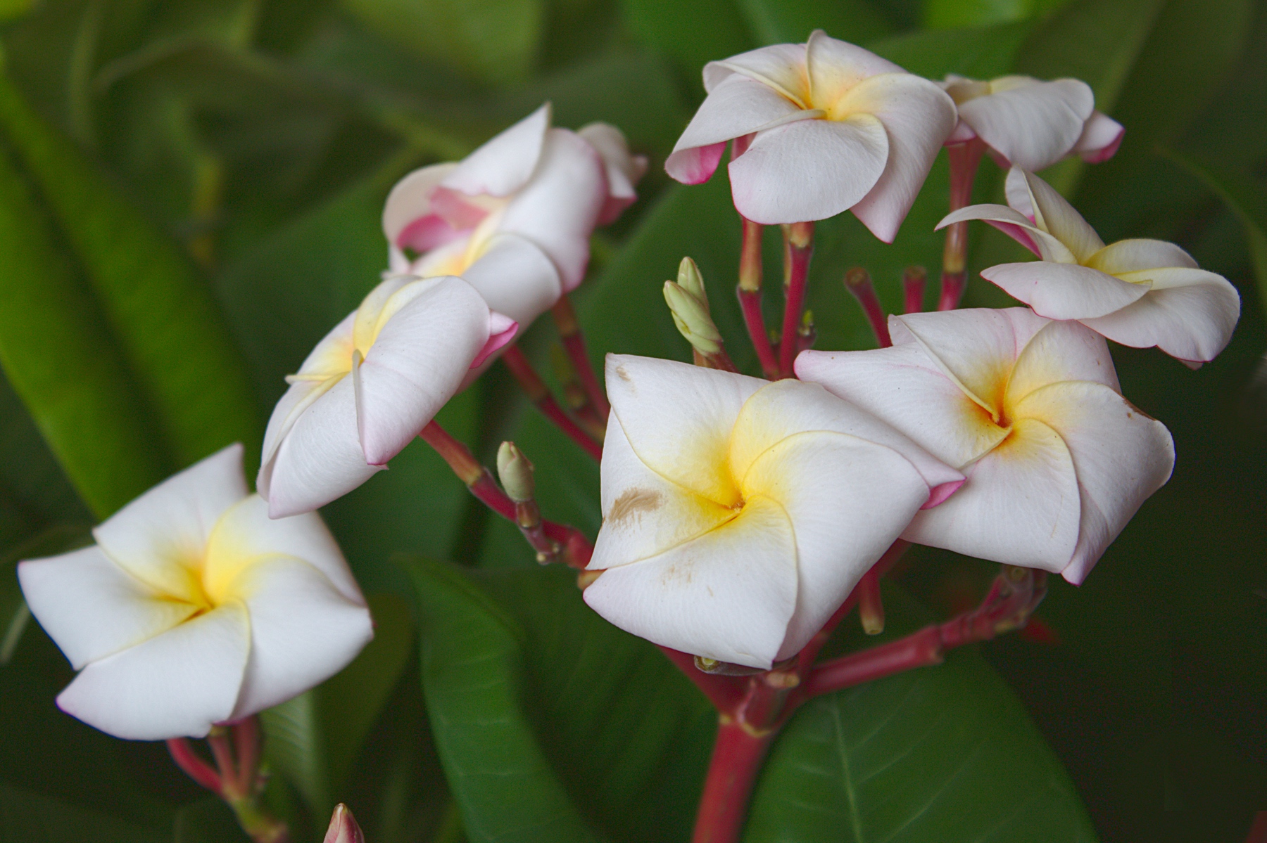 Plumeria