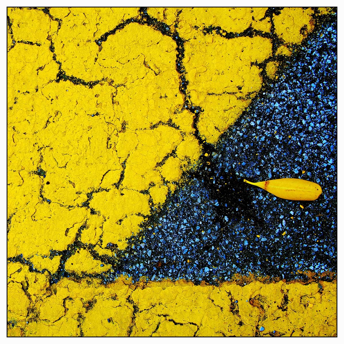 Giallo (foto del contest)