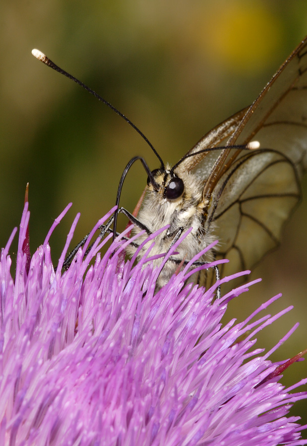 Ritratto Aporia crataegi