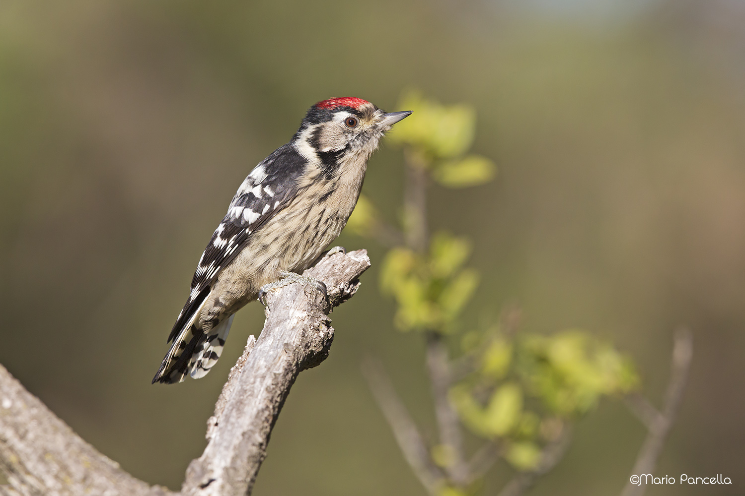 Picchio rosso minore