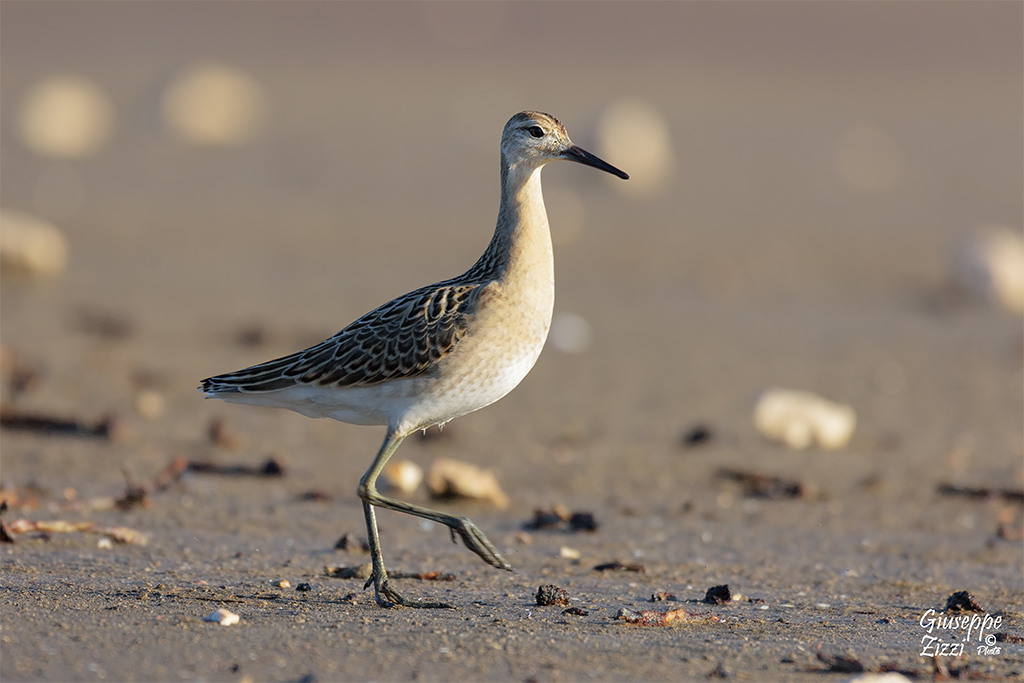 Piro piro boschereccio