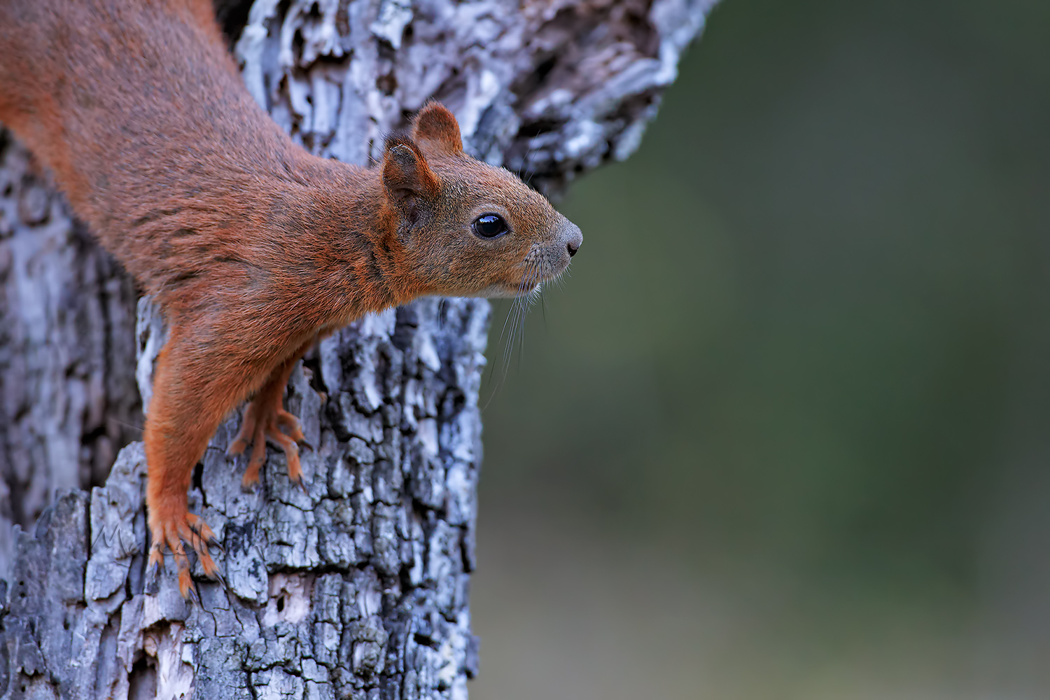Incontri...troppo ravvicinati!! Scoiattolo