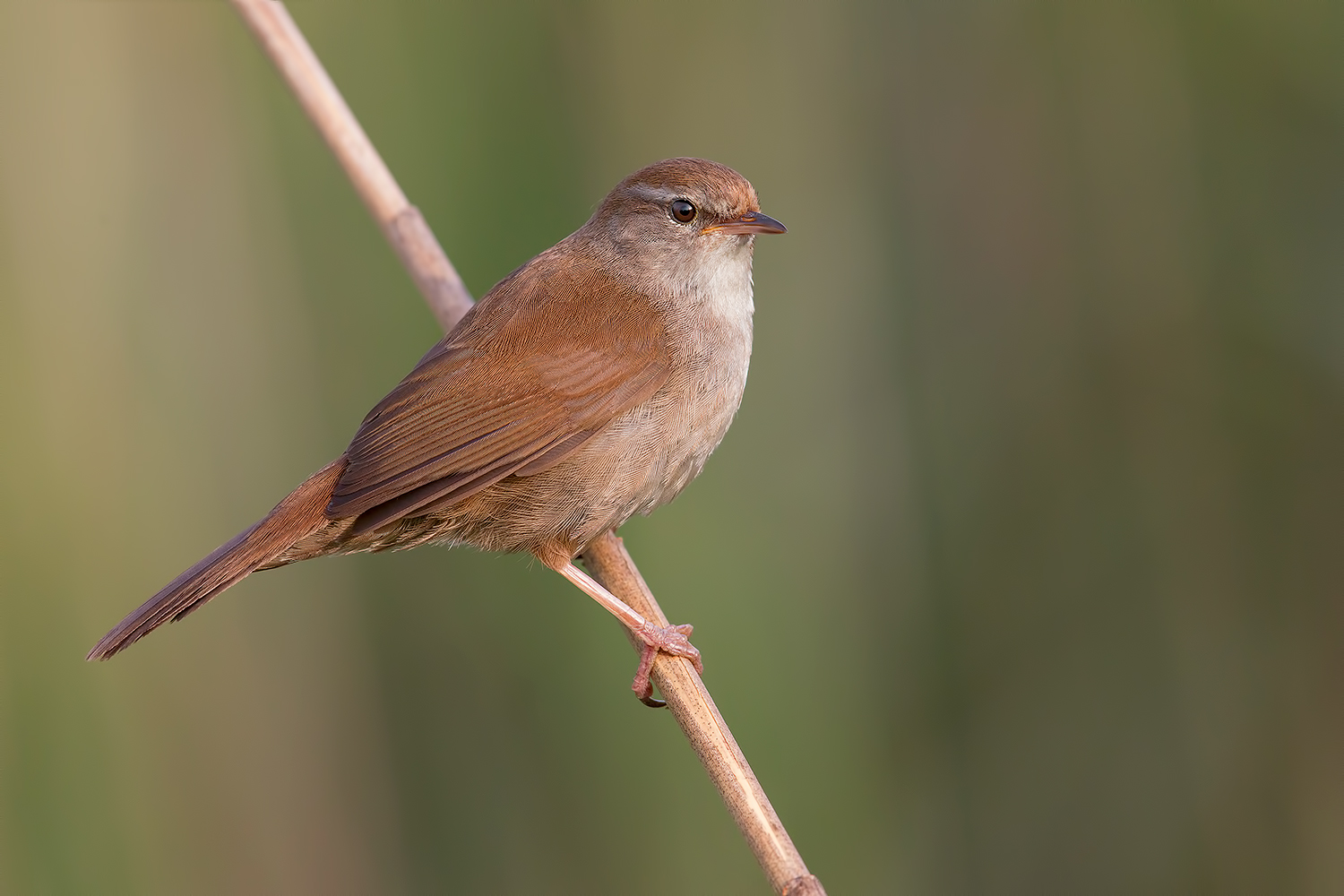 Usignolo di fiume (Alba)