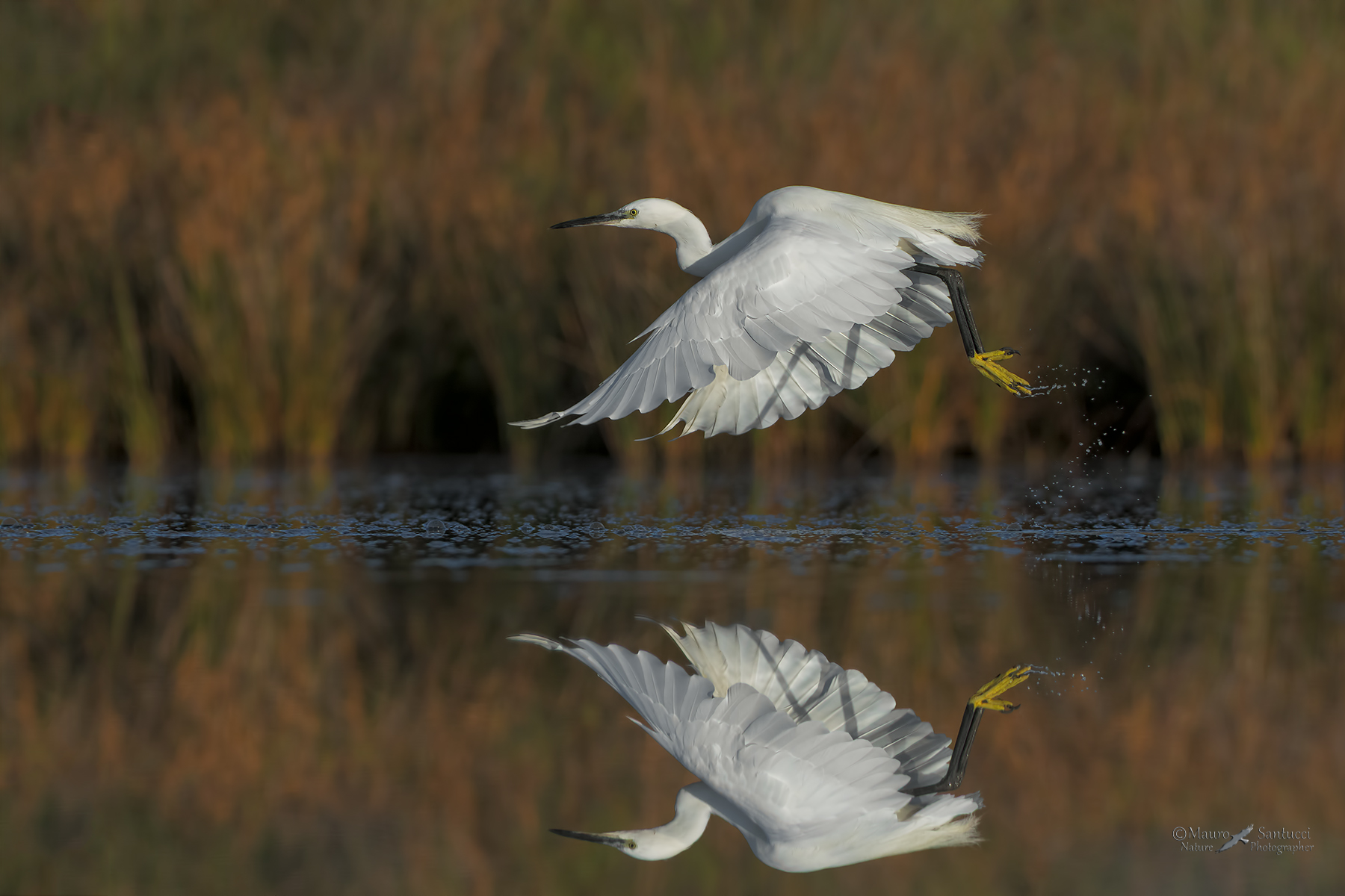 Garzetta_stacco-e-vado-via_DSC0853