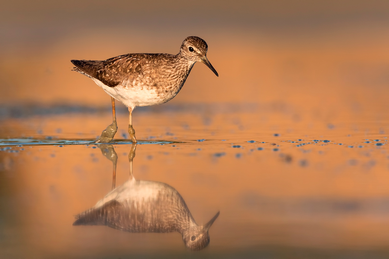 alba con il boschereccio