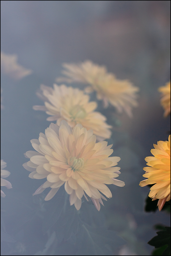 Specchio delle mie brame...