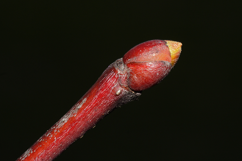 come un fiammifero dal becco giallo