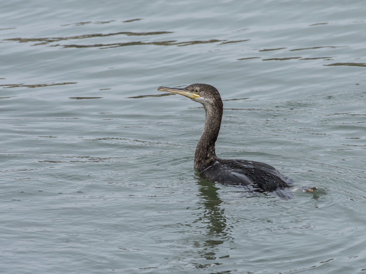 Marangone dal Ciuffo