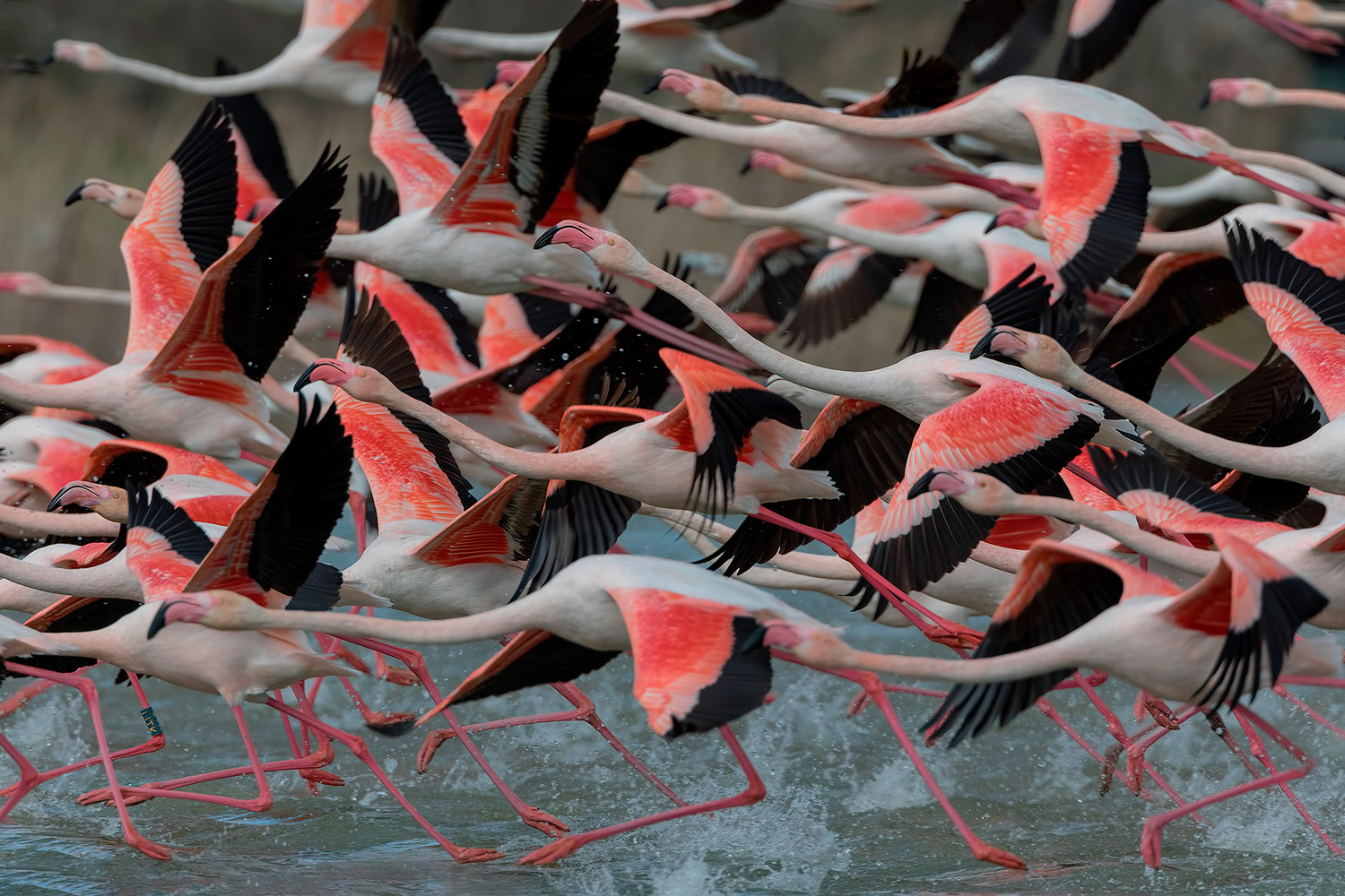 in volata per la maglia rosa.....
