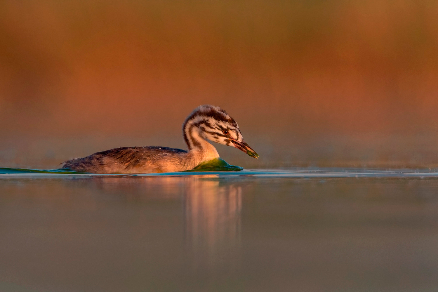 pullo di svasso maggiore