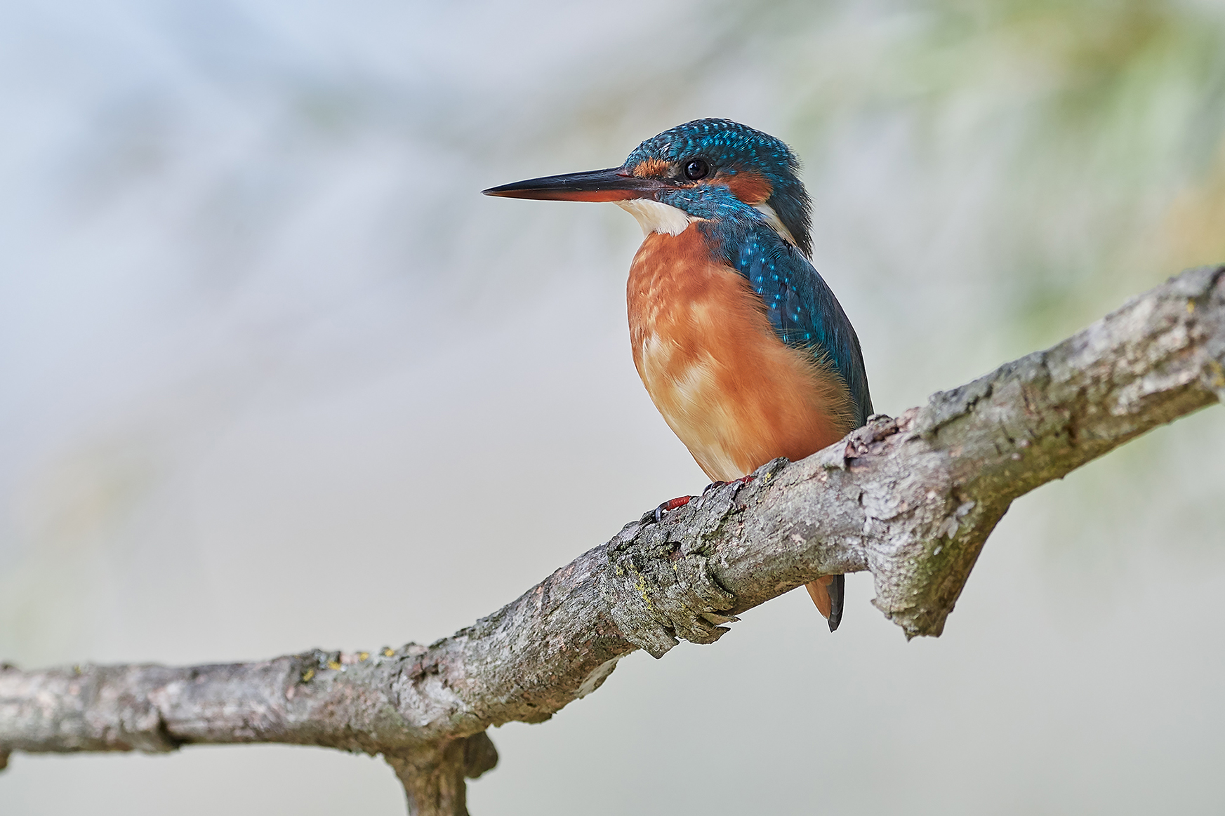 Kingfisher