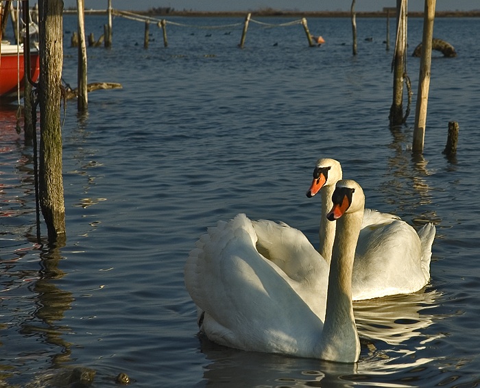 Cigni a Staranzano
