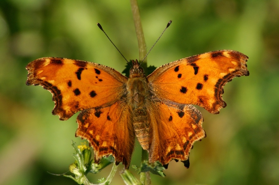 farfalla arancione...