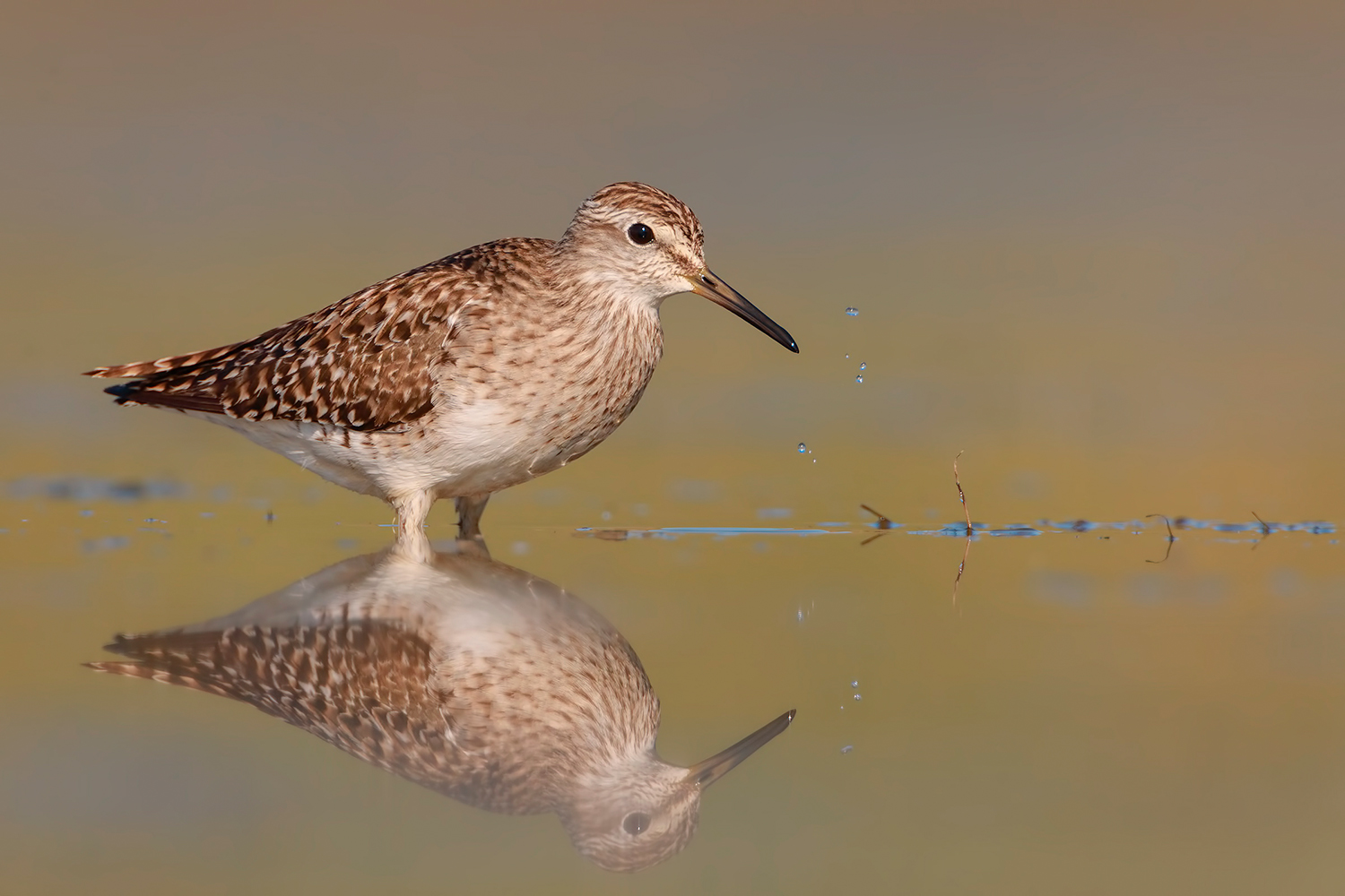 piro piro boschereccio....