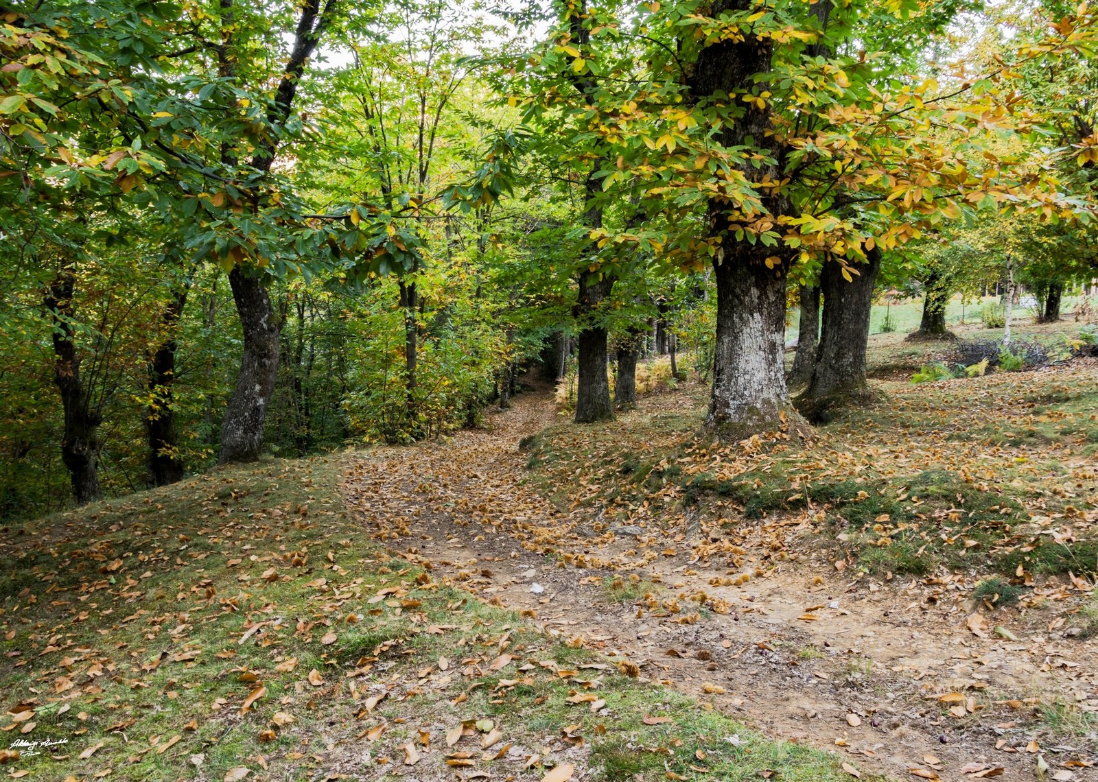 Stradina tra i castagni.2