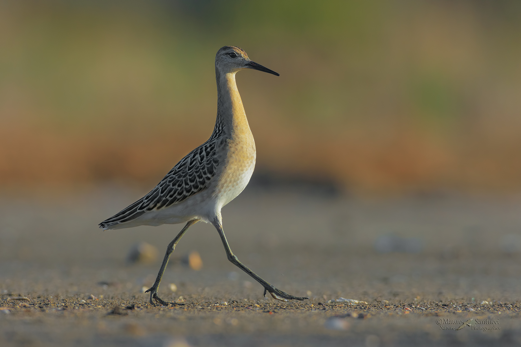 Combattente femmina_Come in passerella