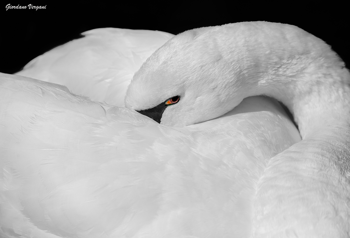 La bellezza del cigno