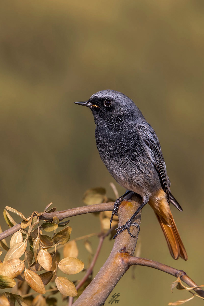 ..codirosso spazzacamino..