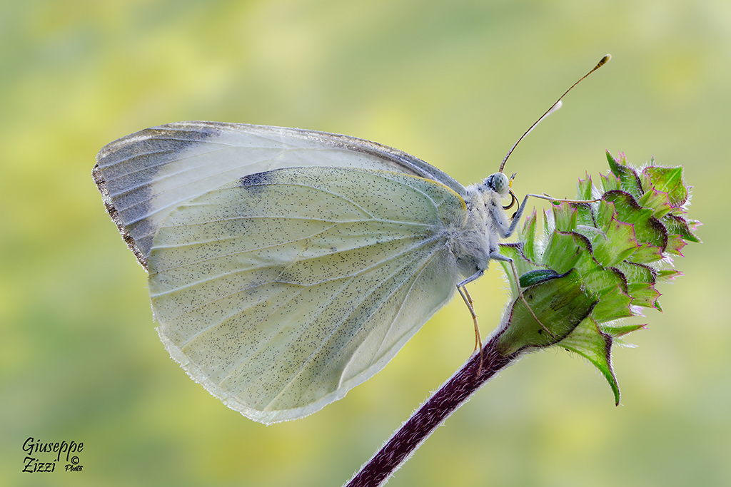 Pieris brassicae
