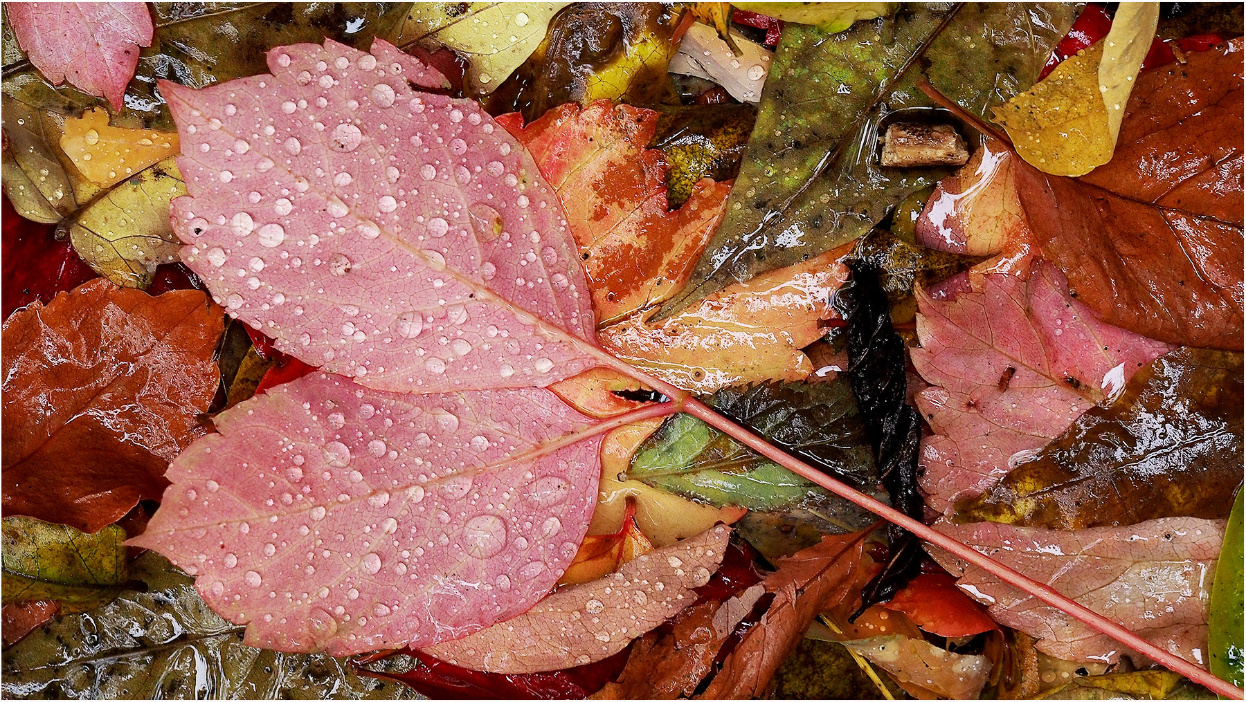 E' piovuto nel bosco d'autunno