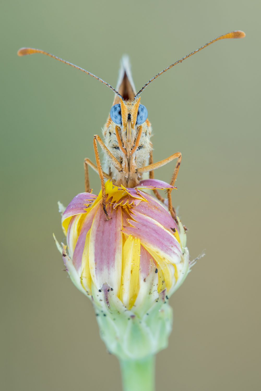 I colori della natura