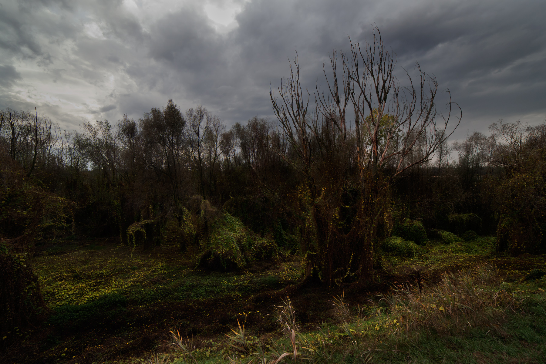 bosco delle streghe...