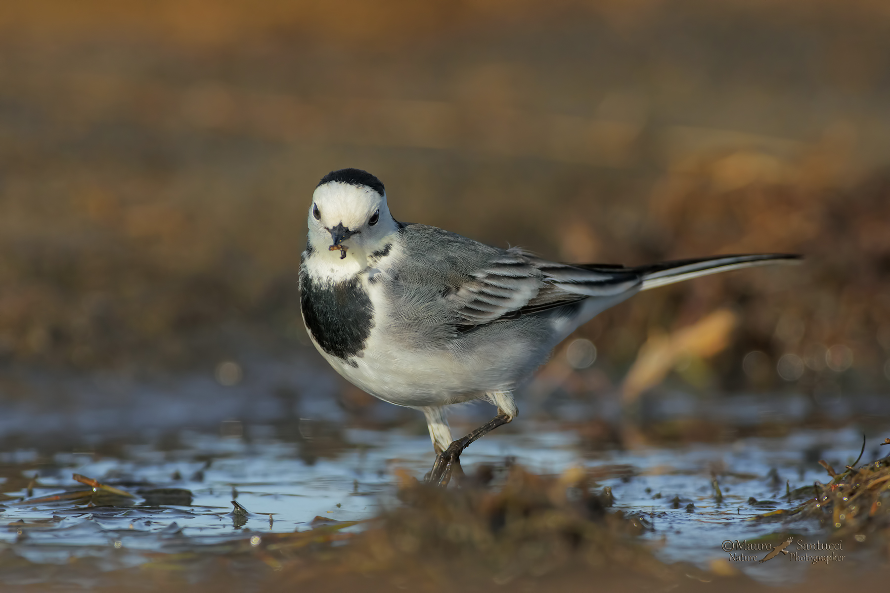 Ballerina bianca_DSC8626