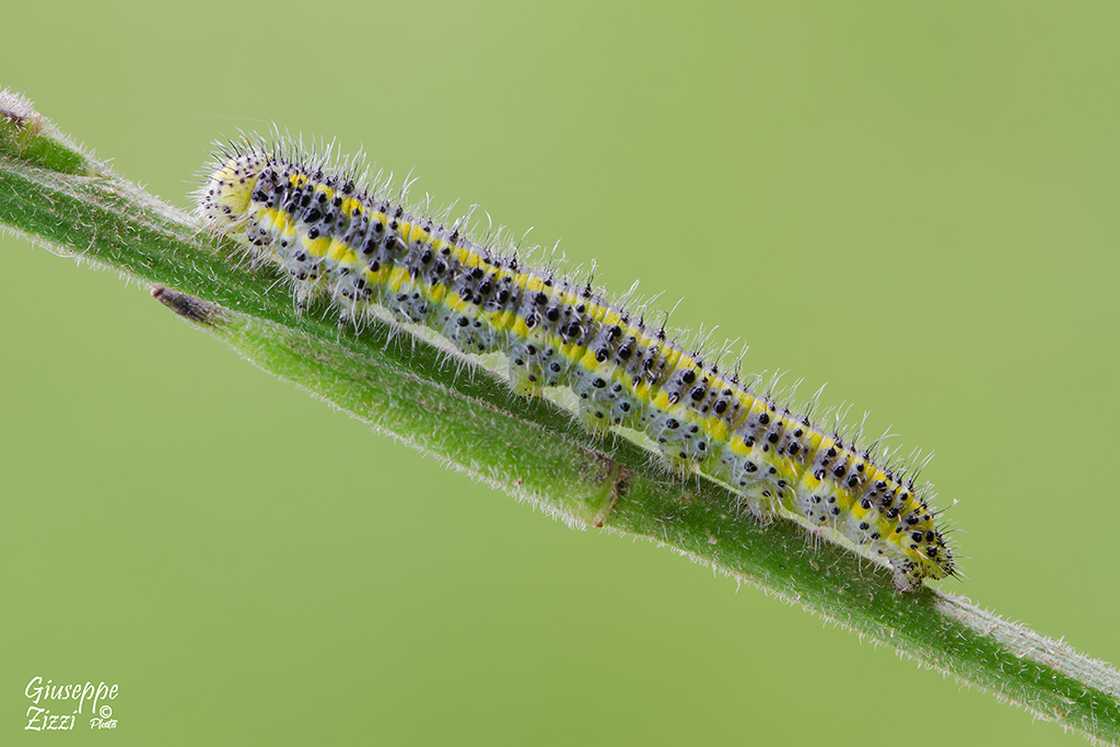 Bruco di Pontia Edusa