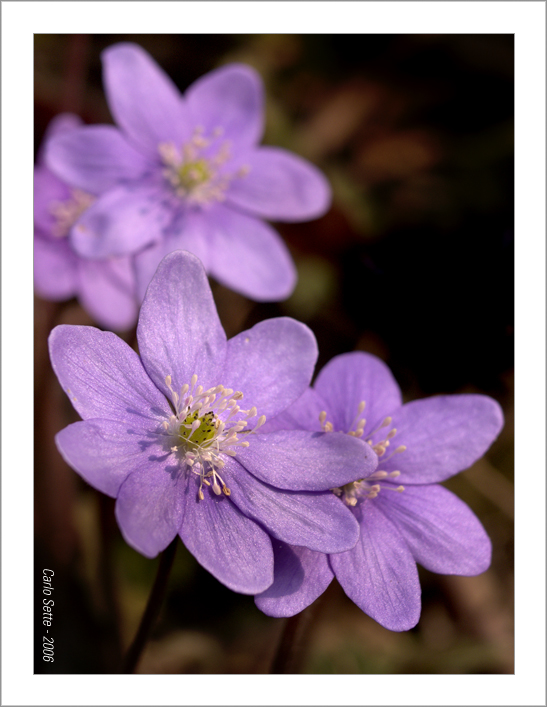Anemone Hepatica