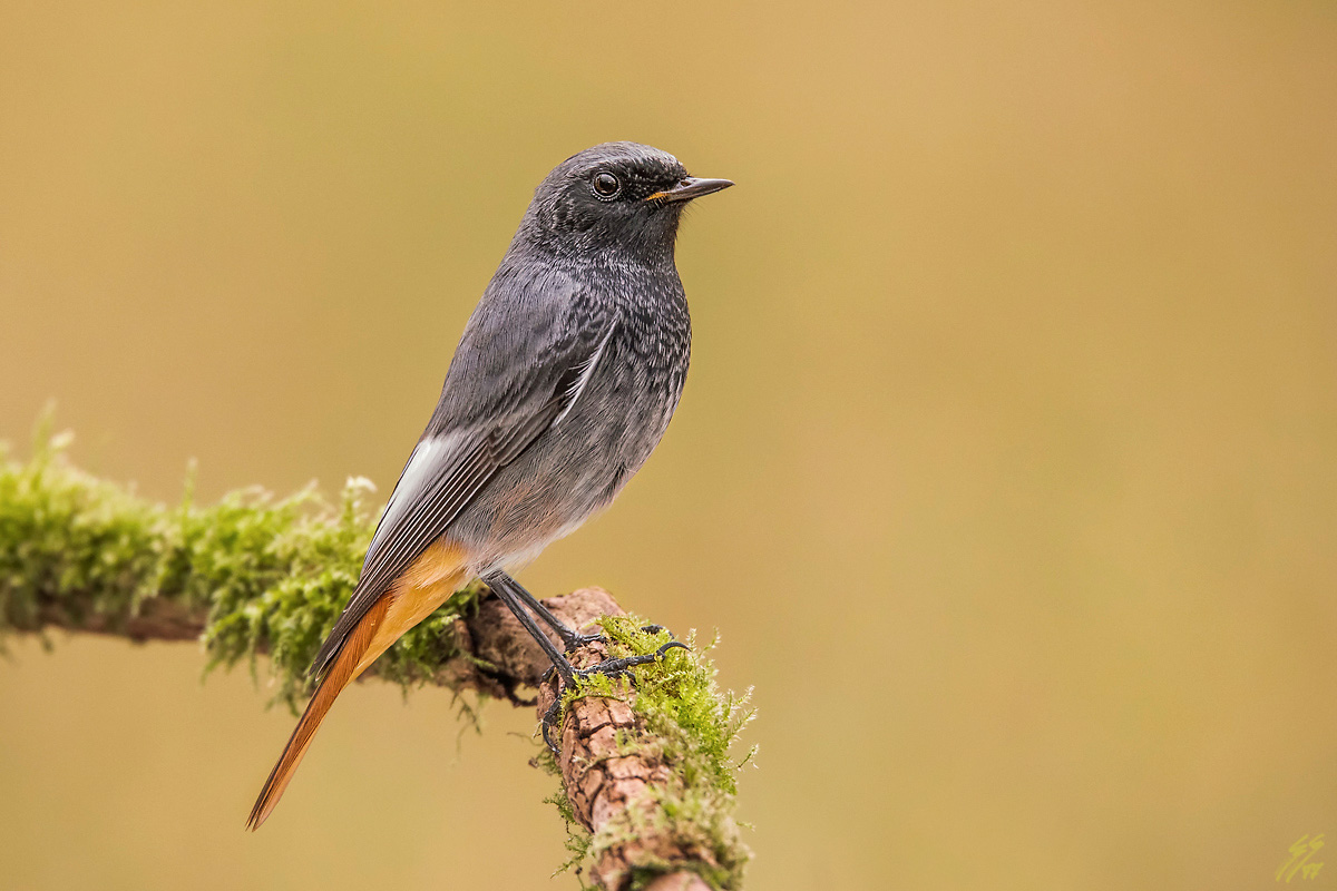 ..codirosso spazzacamino..