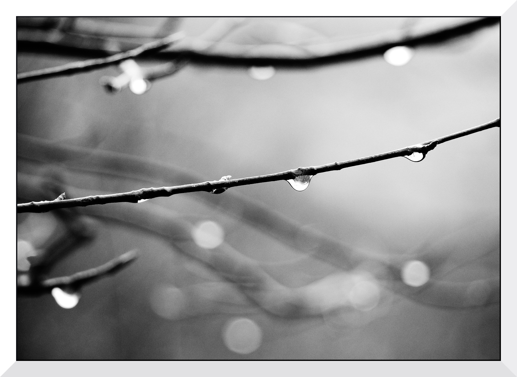 Tra i rami dopo la pioggia