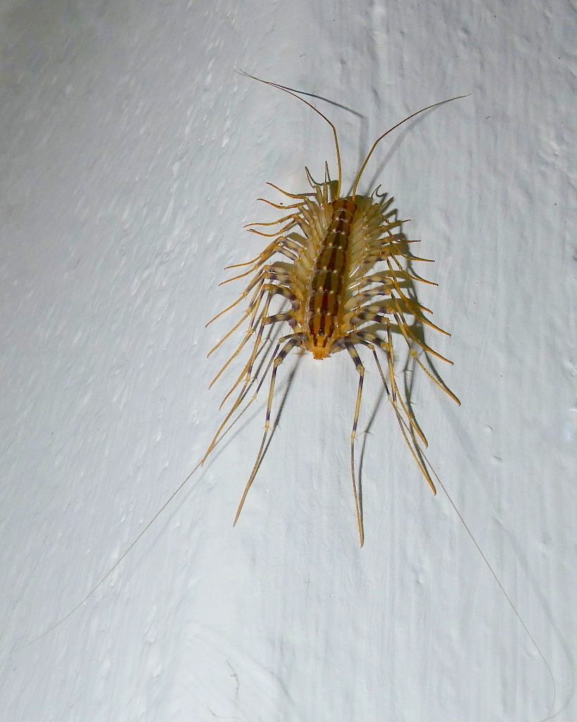 *** Sensori anteriori e posteriori ***