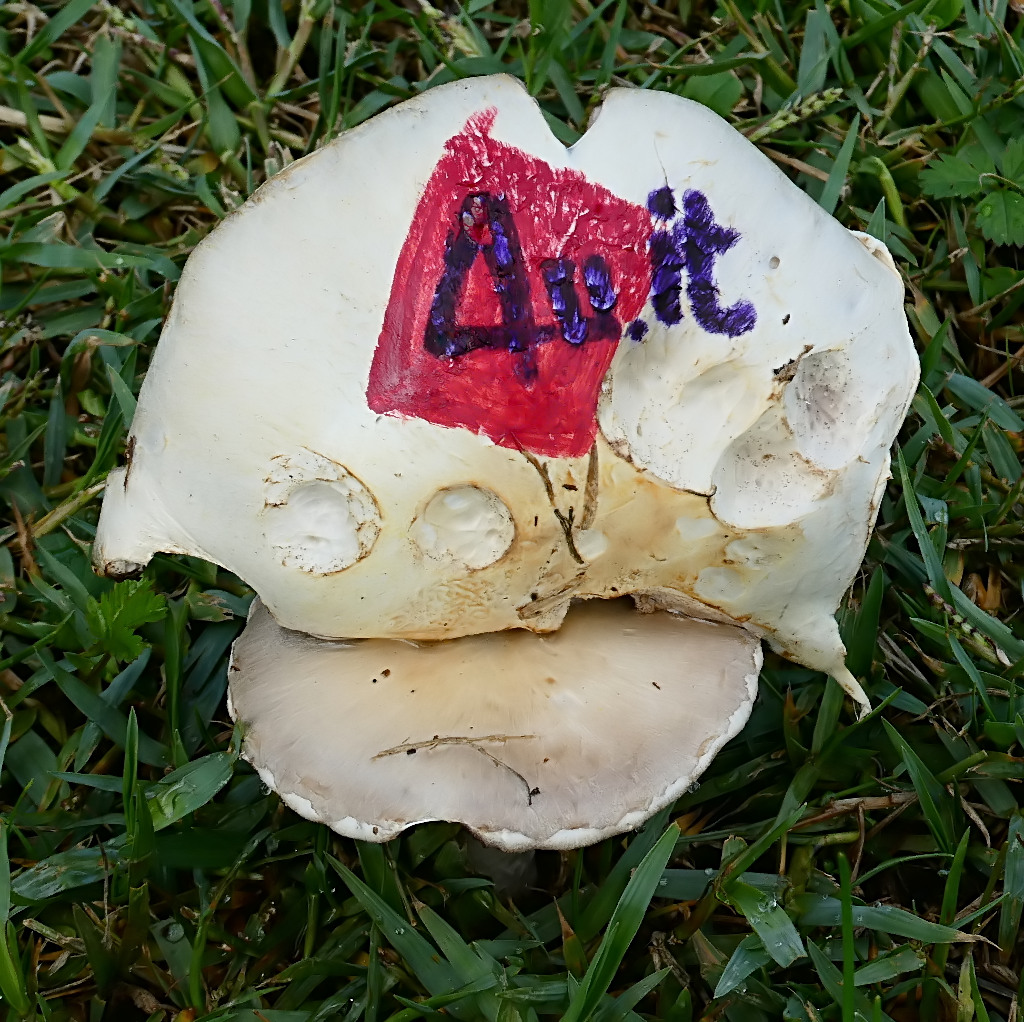 *** Phorum phumgorum ***