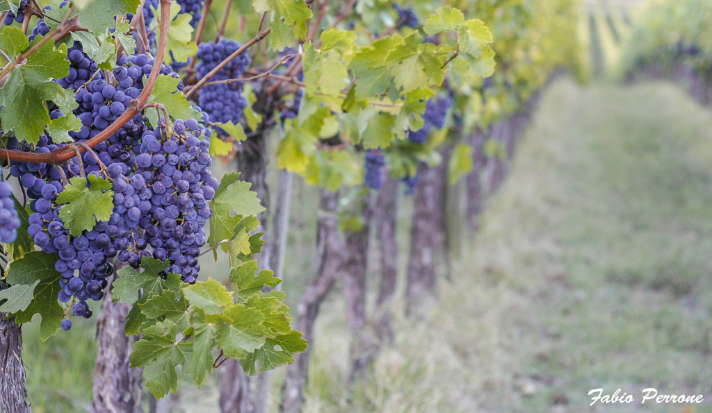 La Strada del Sagrantino