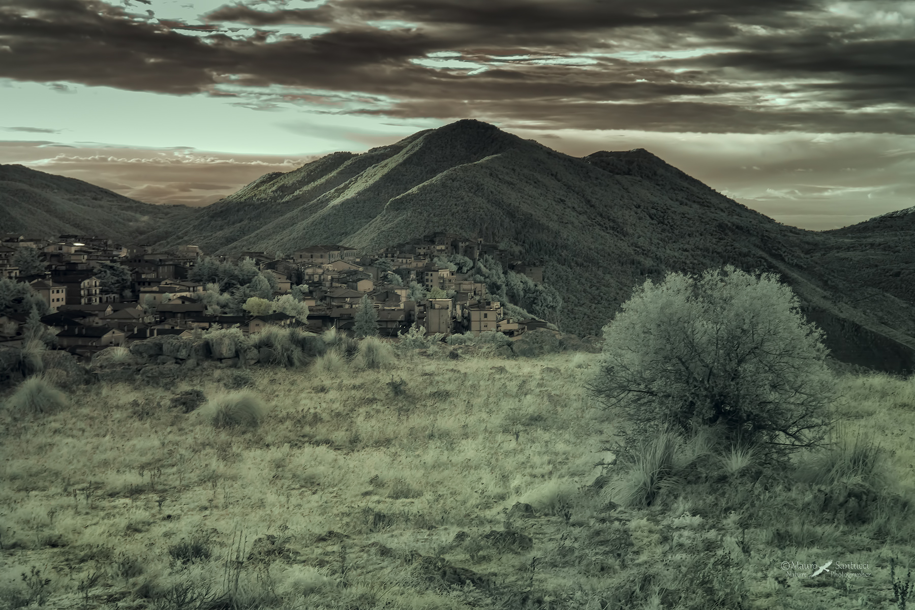 Norma_alba-IR_DSC_5079