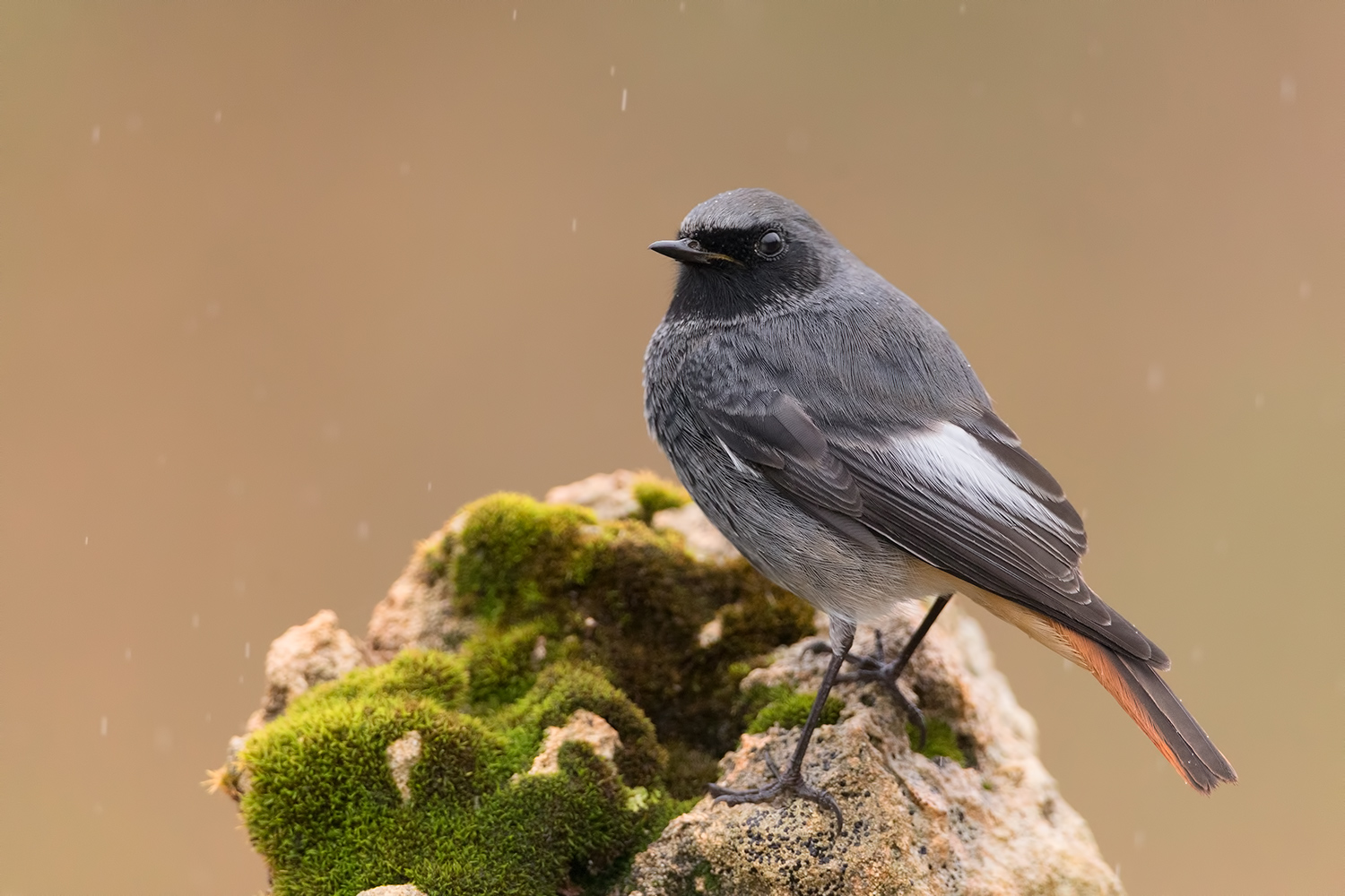 codirosso spazzacamino (m)