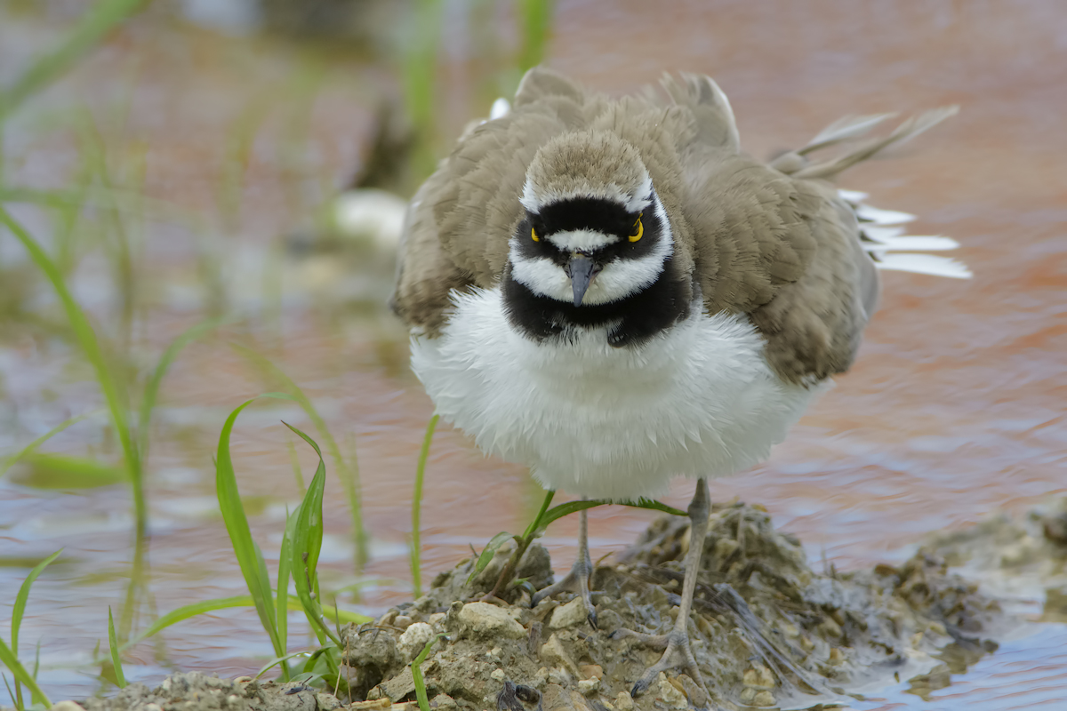 Corriere piccolo  (Charadrius dubius)