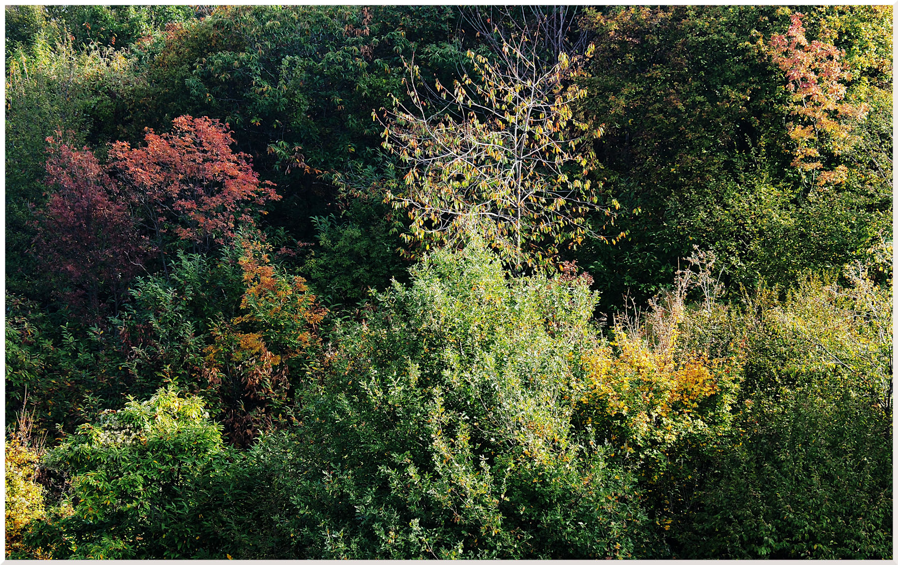 Bosco misto di novembre