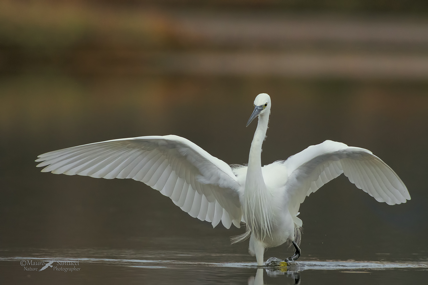 Garzetta ballerina_DSC2536