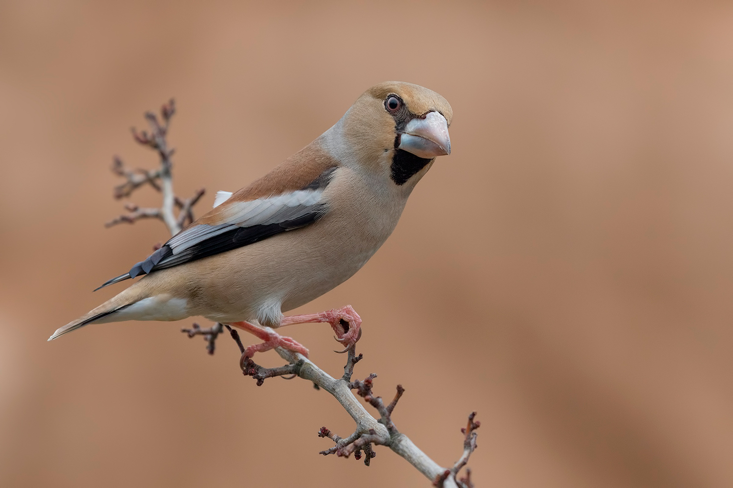 mentre aspetto il tuo ritorno...metto in ordine le ideeee