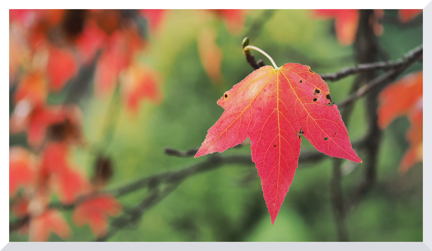 Vagando nell'autunno
