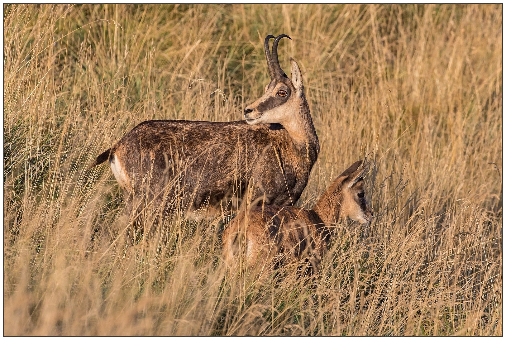 Sempre meglio guardarsi le spalle. Camosci alpini.