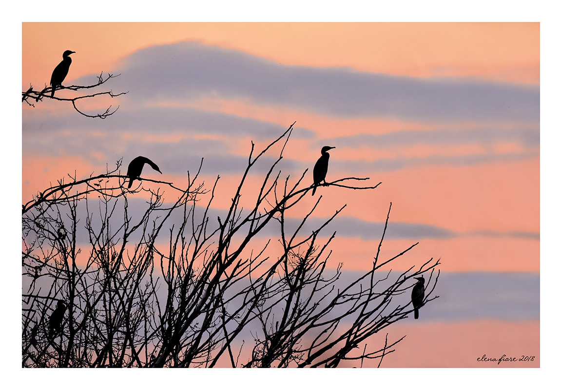 Cormorani al tramonto