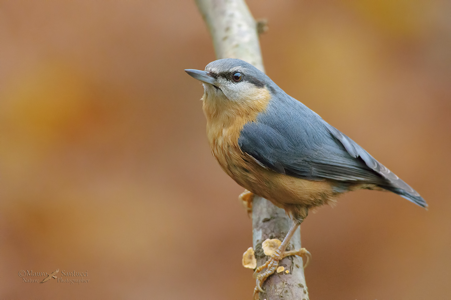 Picchio muratore a 8000