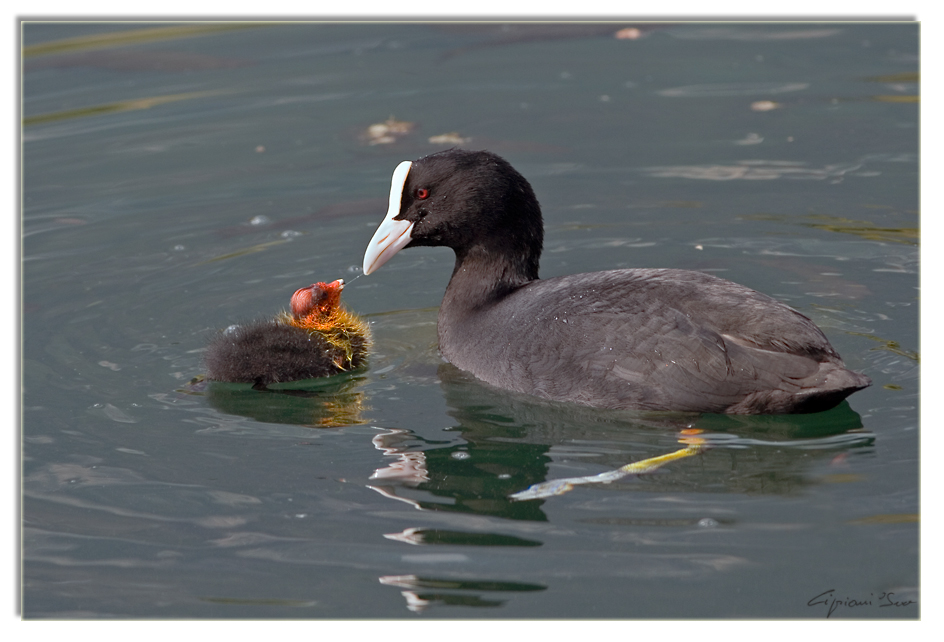 Ma che bello � il mio pulcino!